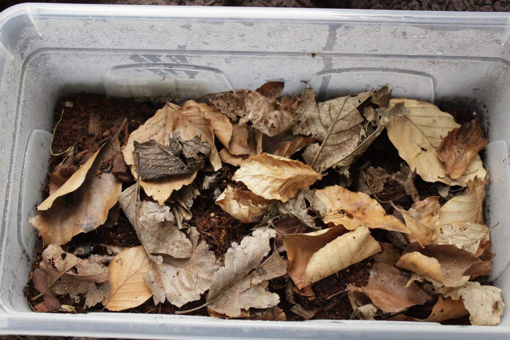 Tropical dwarf woodlice culture with some tropical spring tails