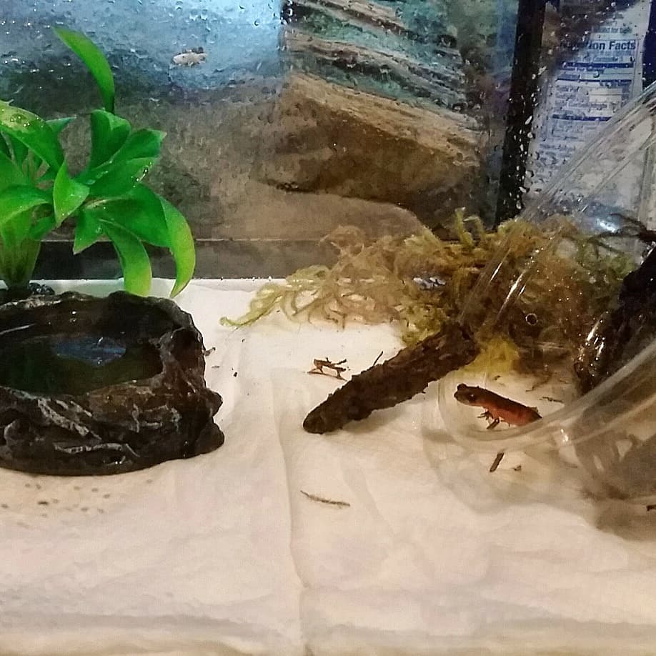 Trying to get him to leave his carry cup! He was very unsure about it... (Also, pardon my rush job paper towels and moss. I eventually found that peat