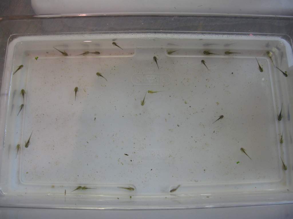 Tub of axolotl larvae. Melanoids and wildtypes are represented here.