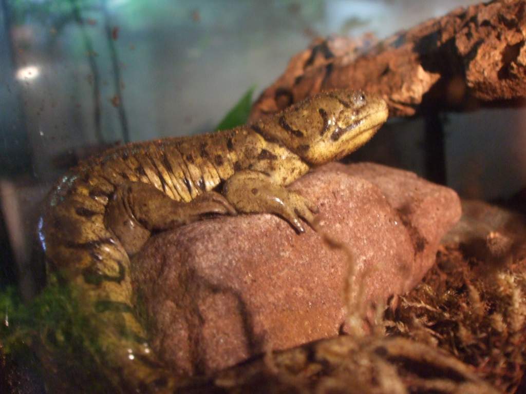 Tubby on a rock