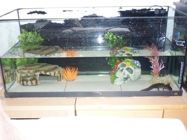 Twiglets new tank