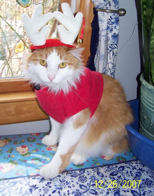 Twinkie dressed for Xmas