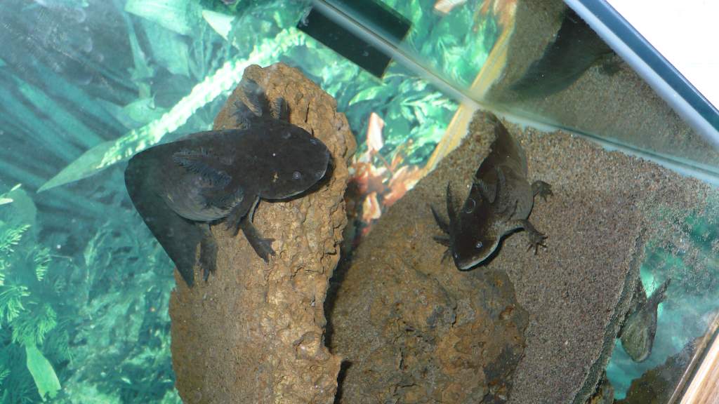 Two axolotls