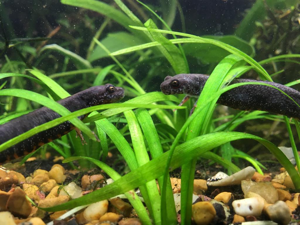 Two Danube crested newts