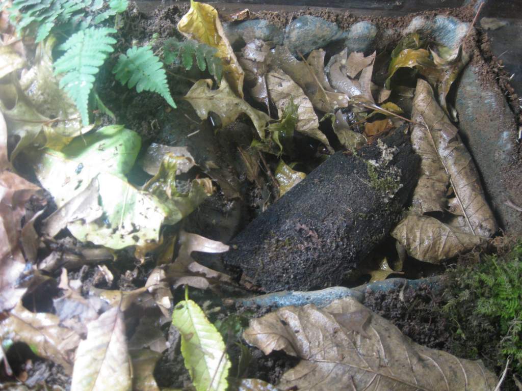 Two female Marbleds hang out under this peice of bark in their dried up water dish. I am hoping this will stimulate them to lay eggs there.