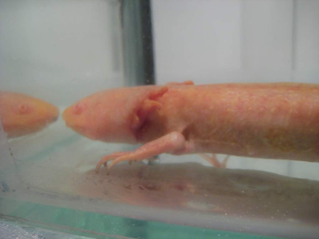 Two gill, third is almost absorbed into the jaw