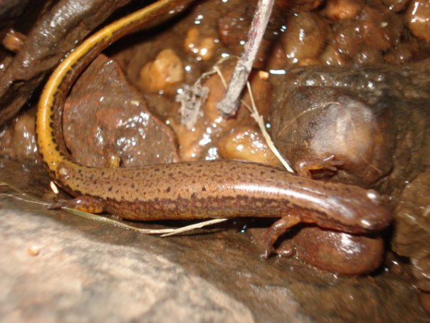 Two-lined Salamander- Middlesex, NJ