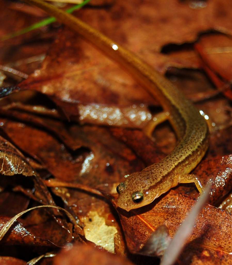 Two-lined salamander