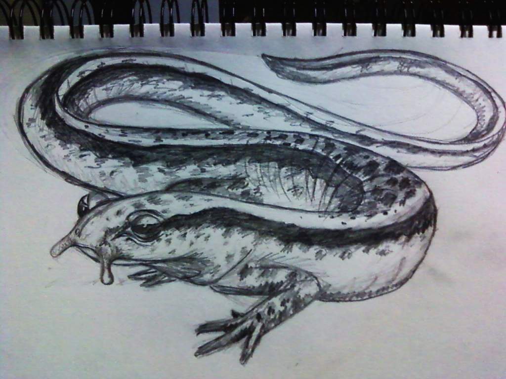 two lined salamander