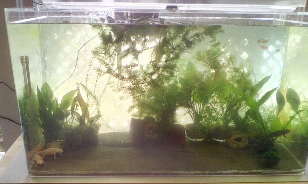 Two months after initial set up. August 2015, plants taking off but battling algae