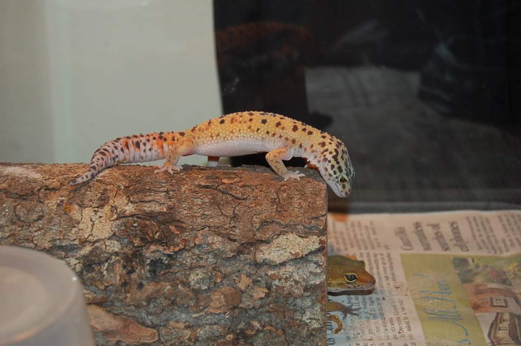 Two of my Eublepharis Macularius (Leopard Geckos)