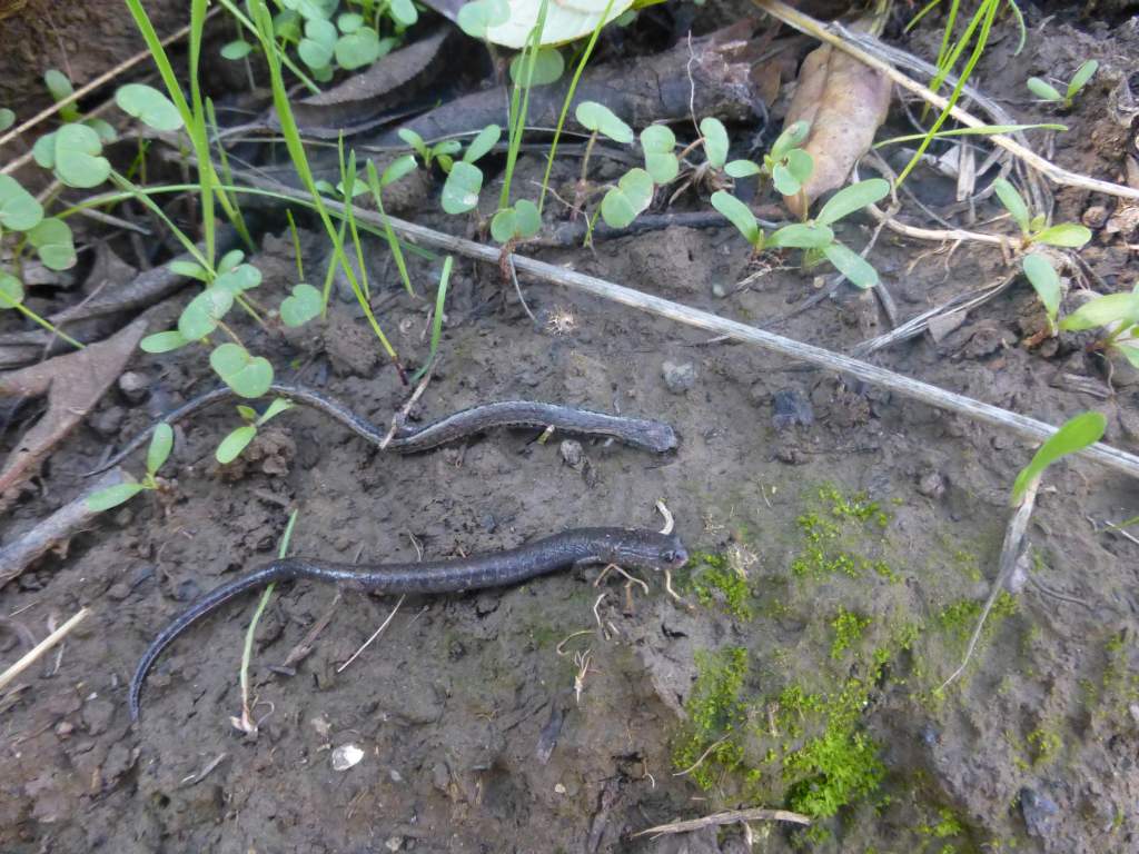 Two Slender Salamanders