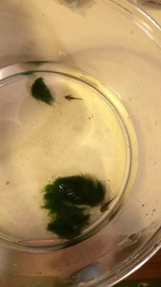 Two tiny baby axolotls. I never even saw the eggs. Most of them probably ate each other.