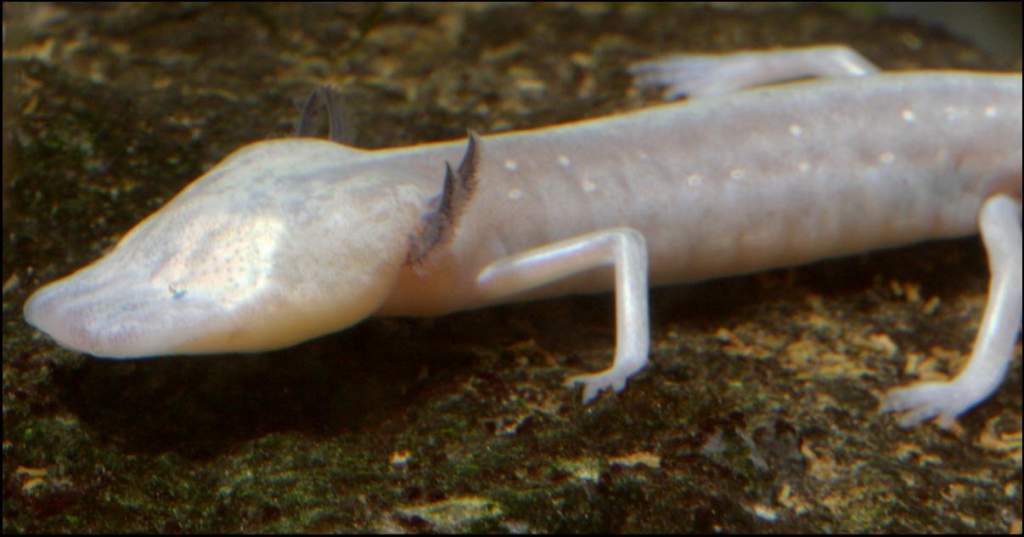 TX Blind Salamander picture 1