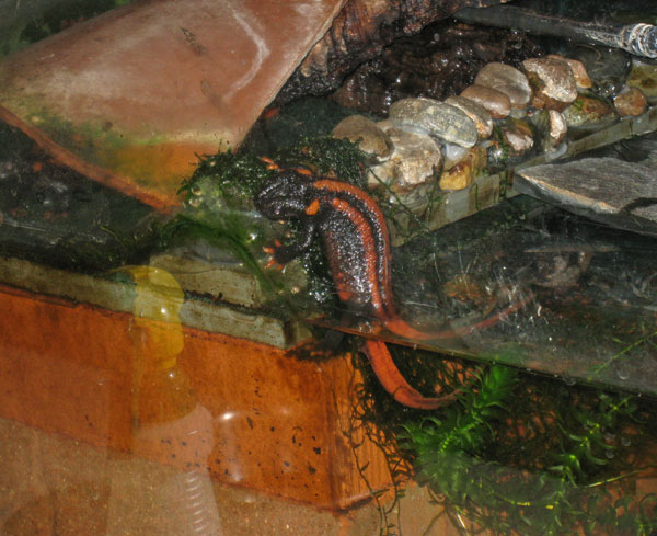 Tylototriton kweichowensis female laying eggs.