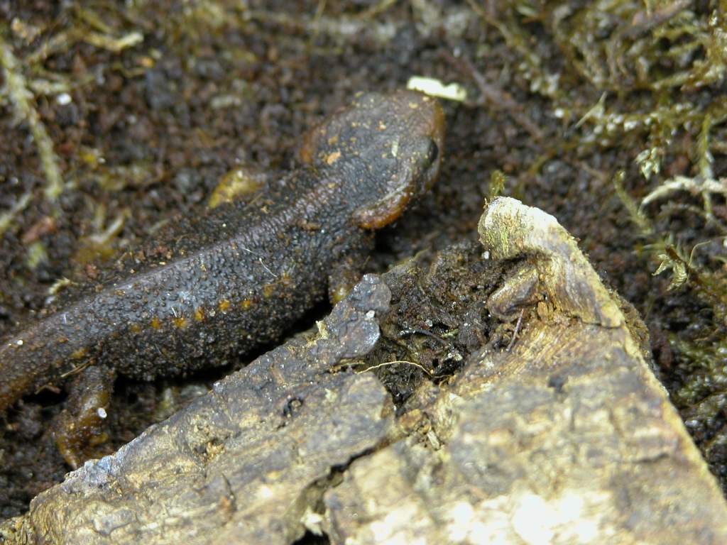 Tylototriton verrucosus juvenile