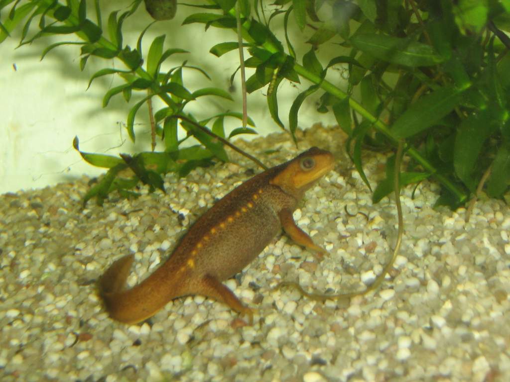 Tylototriton verruscosus