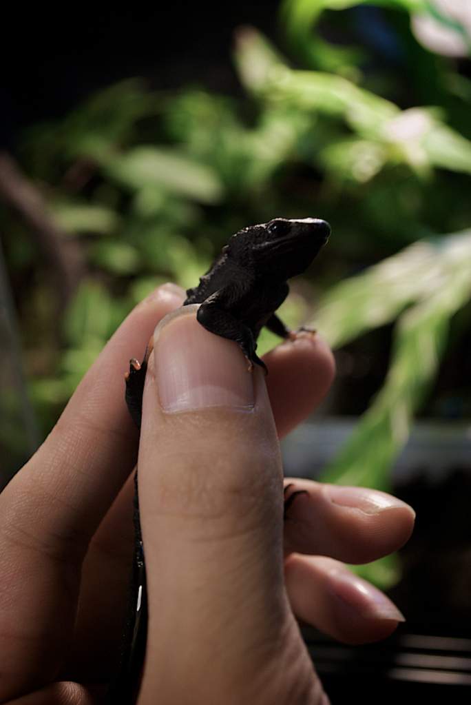 Tylototriton wenxianensis on Hand