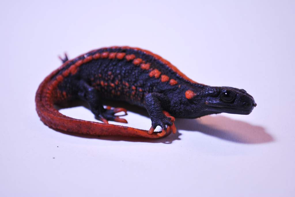 Tylototriton yangi Female 2