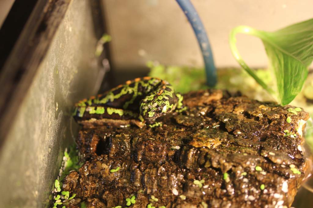 Ultra Peanut on his cork bark island.