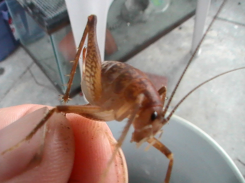 unknow sp. of camel cricket