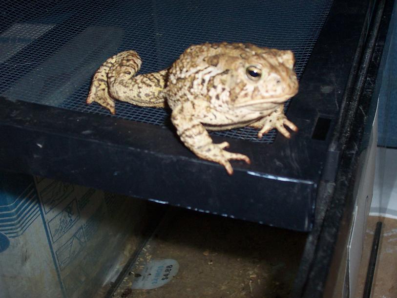 Unknown Toad