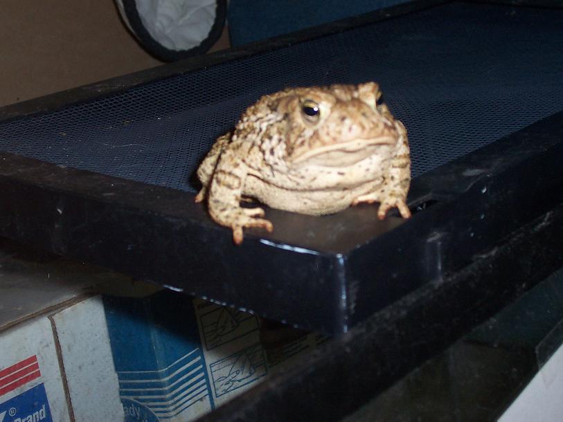 Unknown Toad2