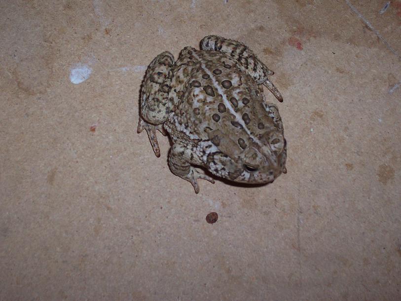 Unknown Toad3