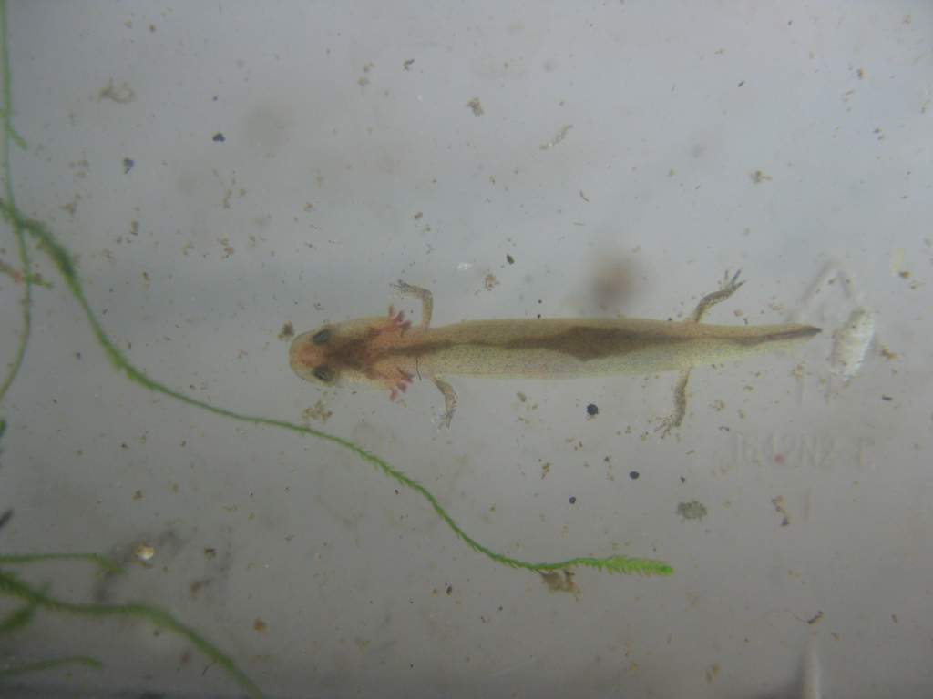 Unusually colored Northern Spring Salamander larva.