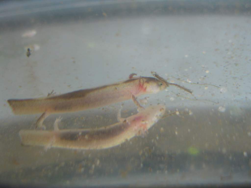 Unusually colored Northern Spring salamander larva.