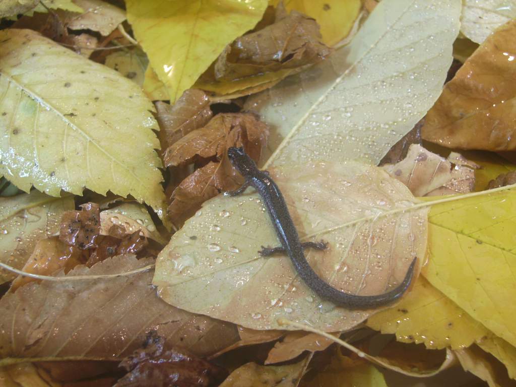 Valley and Ridge Salamander.