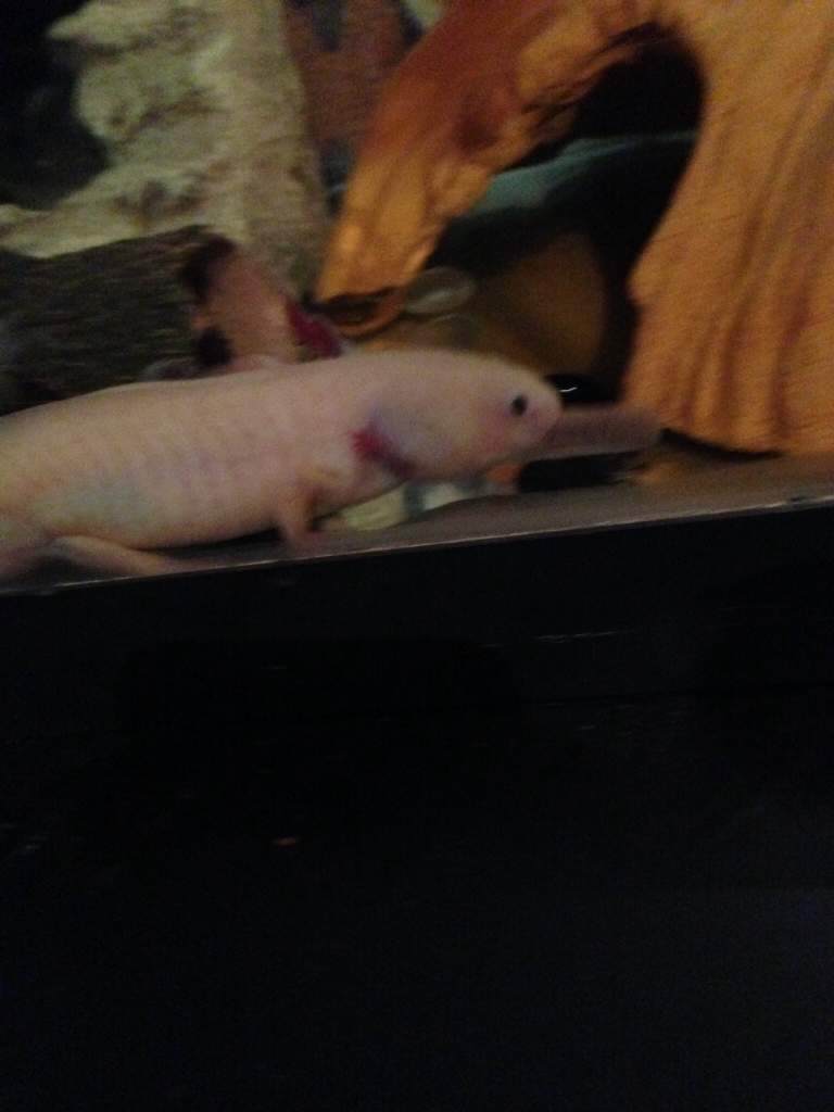 Vanilla eating a worm.