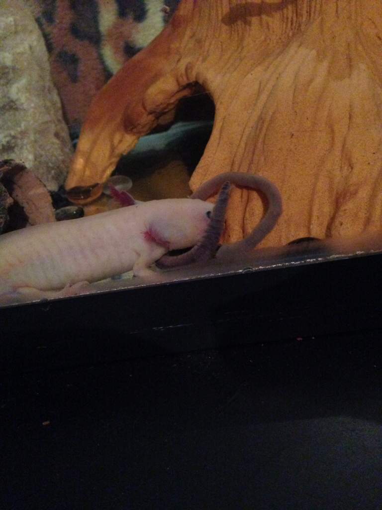 Vanilla eating a worm.