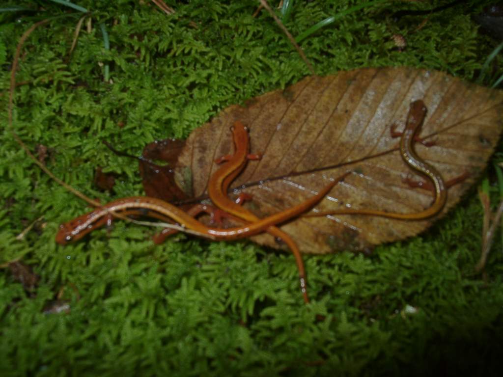 Variations of E. wilderae