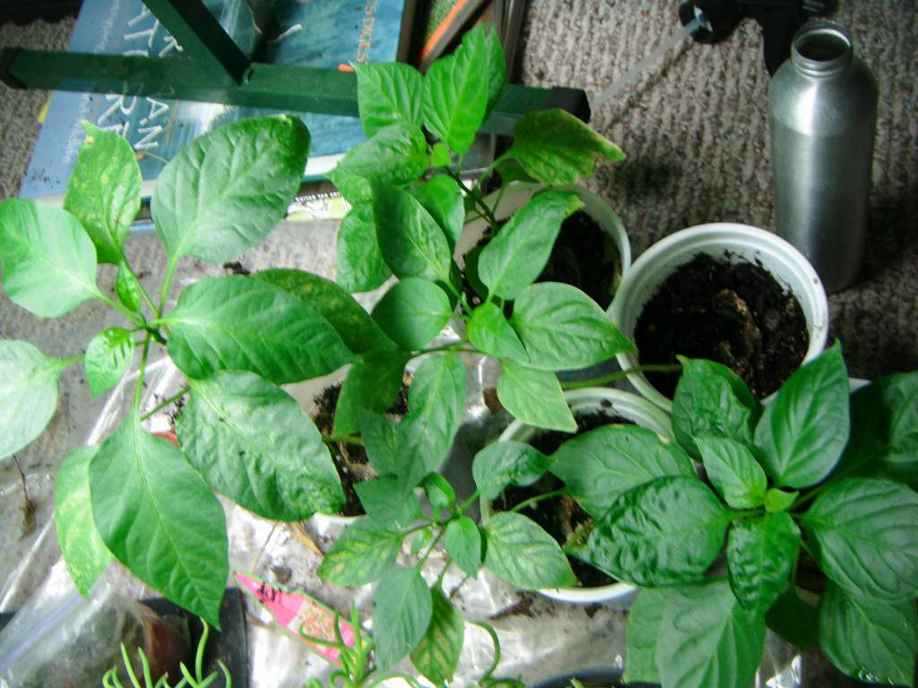 Various peppers. Includes jalapenos, habaneros, bananas, and a red savina habanero.