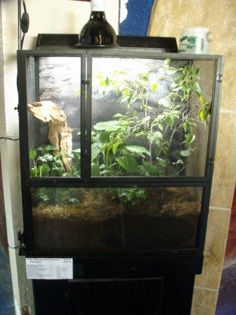 veiled chameleon baby cage