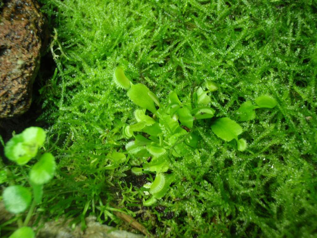 Venus Fly Traps!