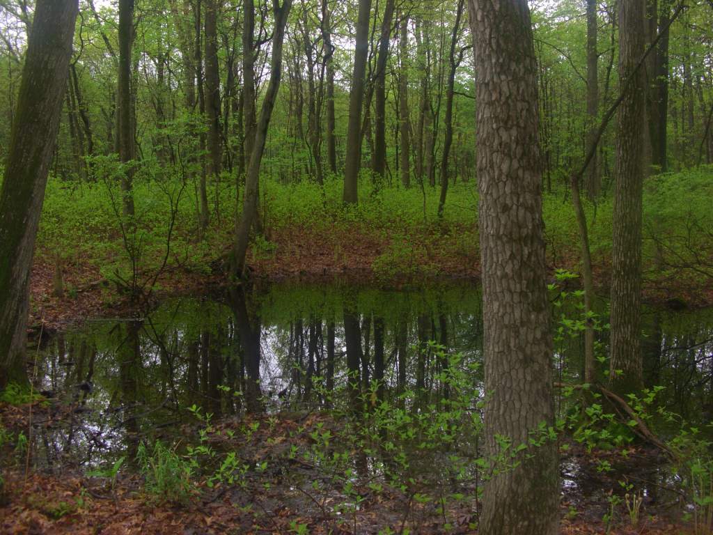 Vernal pool in the middle of May.