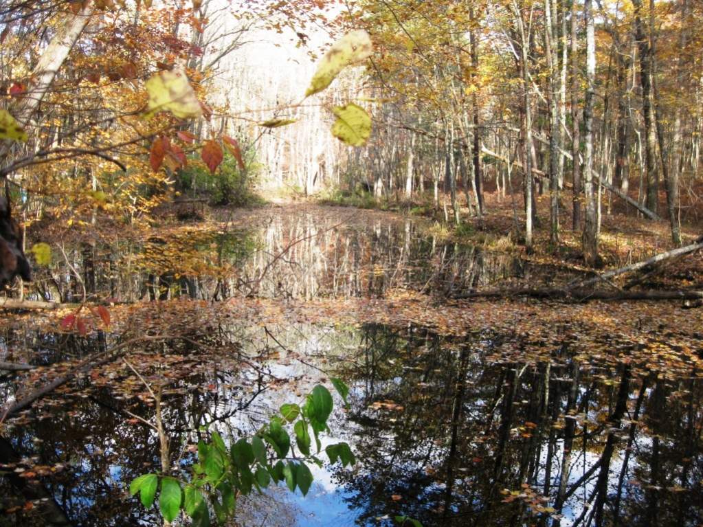 Vernal Pool