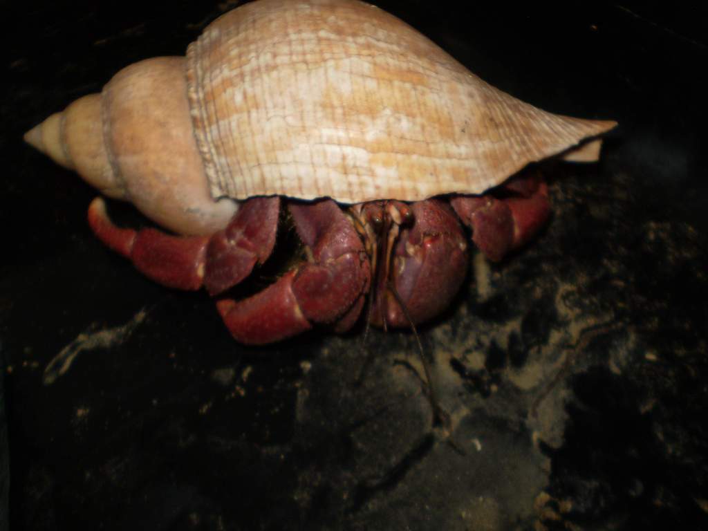 Very large Hermit crab. Size of the palm of my hand! Very active but in need of a new shell right now. Hamburg, PA Feb 2011