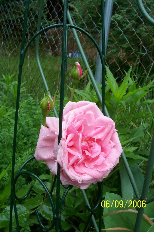 vintage Rose "Coral Dawn"