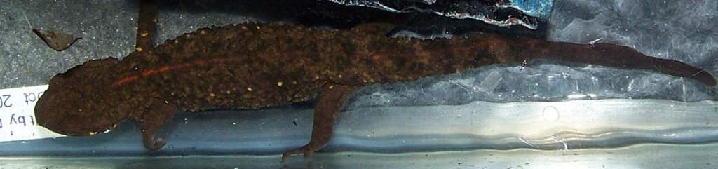 Warty newt I purchased today.