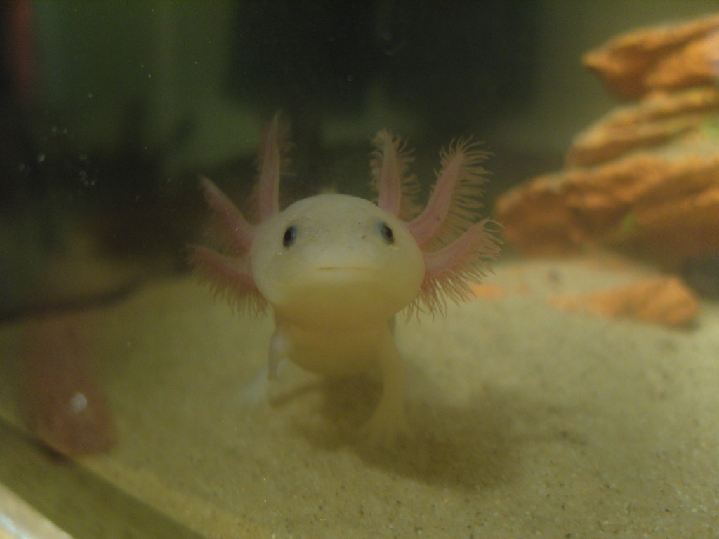 Watching leucistic cutie