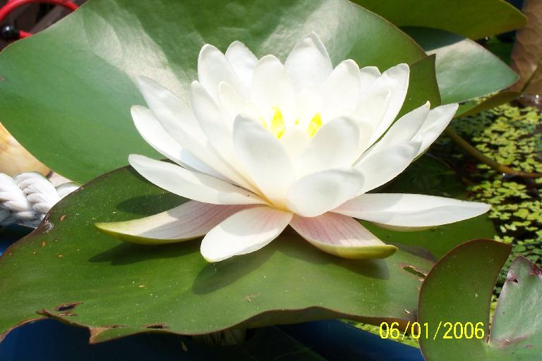 Water Lily