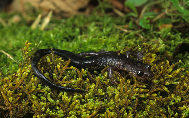 Wehrles Salamander