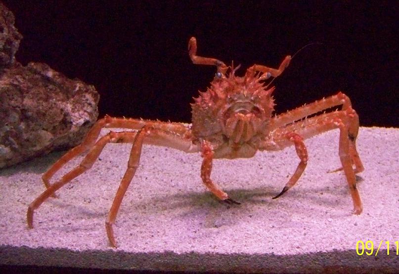 WeirdCrab