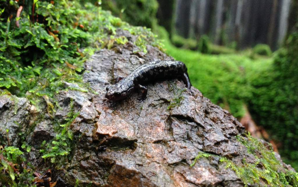 Weller's Salamander (Plethodon welleri)