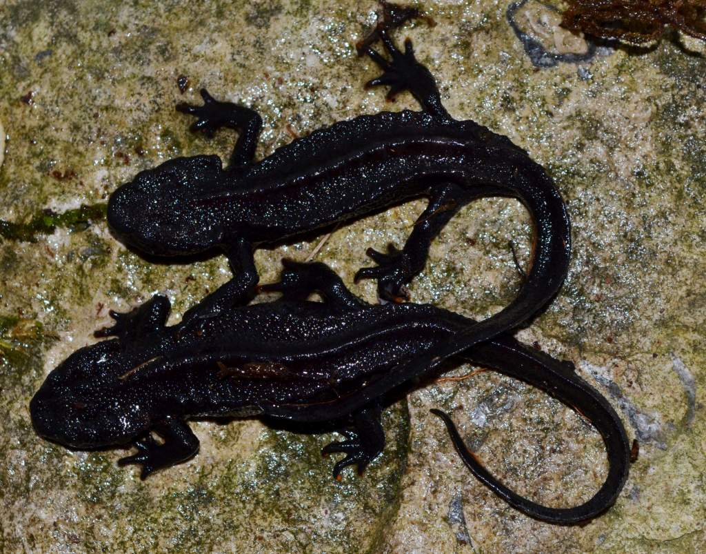 Wen Xian Knobby Newt
0.0.6
Nomenclature: Tylototriton wenxianensis
IUCN Red List: Vulnerable
Country of Origin: Wen Xian county in Gansu province and 