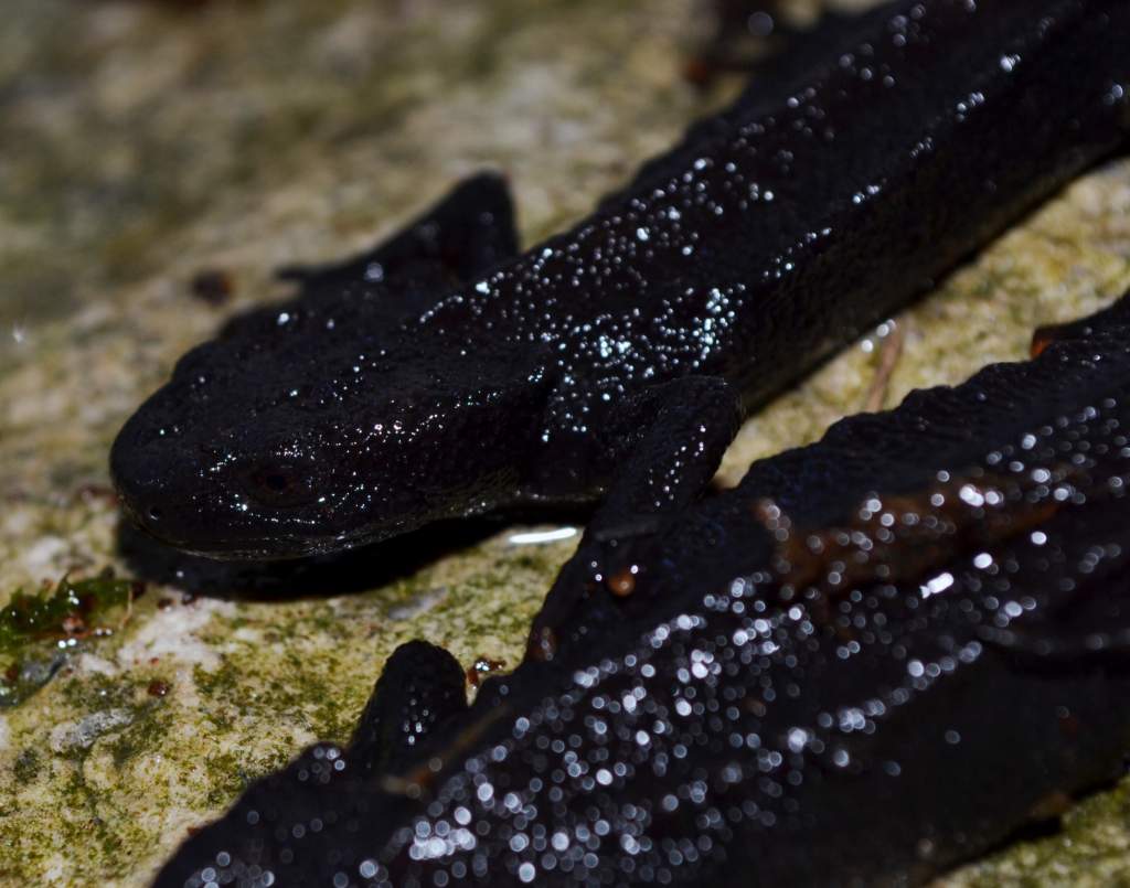 Wen Xian Knobby Newt
0.0.6
Nomenclature: Tylototriton wenxianensis
IUCN Red List: Vulnerable
Country of Origin: Wen Xian county in Gansu province and 