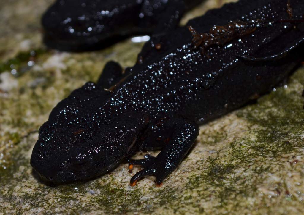 Wen Xian Knobby Newt
0.0.6
Nomenclature: Tylototriton wenxianensis
IUCN Red List: Vulnerable
Country of Origin: Wen Xian county in Gansu province and 